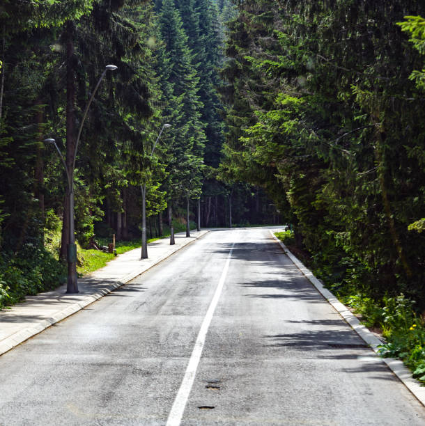 istock Asphalt road in the forest 1404633481