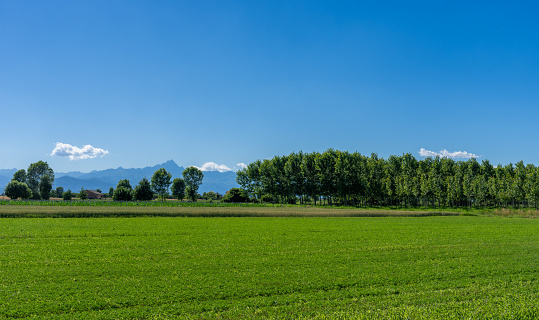 meadows and poplar trees of the Po Valley with the silhouette of the Monviso mountain in the province of Cuneo, Italy, on blue sky