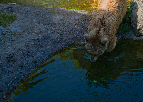 bear drinking water and getting ready to take a bath