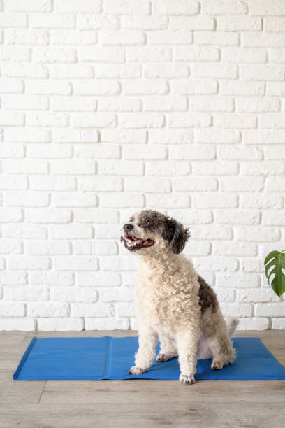 istock Cute mixed breed dog sitting on cool mat looking up on white brick wall background 1404634458