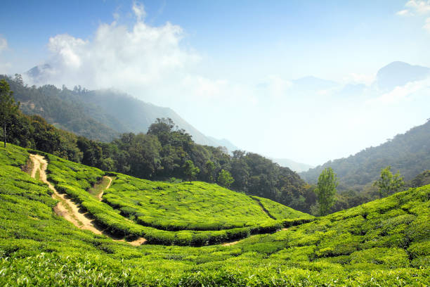 istock mountain tea plantation in India 1404634505