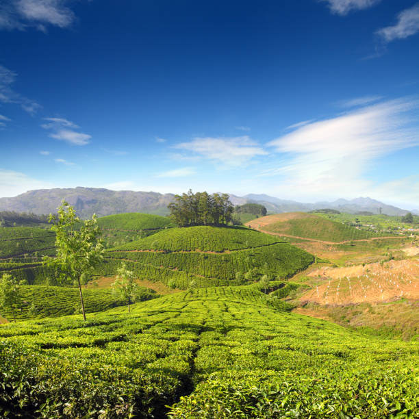 istock mountain tea plantation in India 1404634575