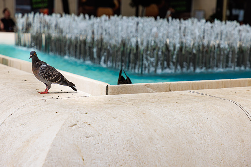 Pigeon refreshing on the rim of city fountain, made of marble stone