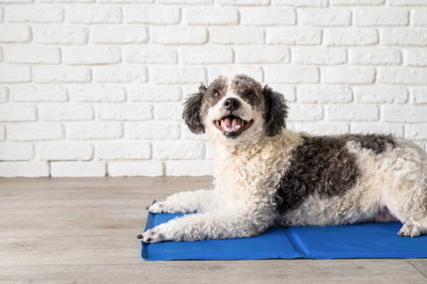 istock Cute mixed breed dog lying on cool mat looking up on white brick wall background 1404635216