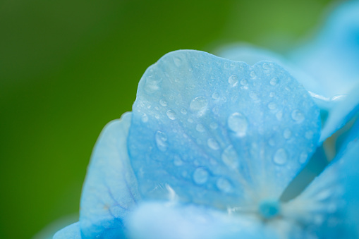 Blue Hydrangea background picture. Hydrangea is in full blooming