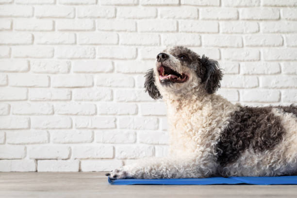 istock Cute mixed breed dog lying on cool mat looking up on white brick wall background 1404635879