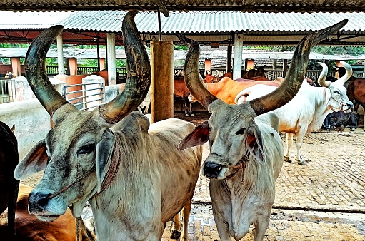 The Guzera or Guzerat is a Brazilian breed of domestic cattle. It derives from cross-breeding of Indian Kankrej cattle, imported to Brazil from 1870 onwards, with local taurine Crioulo cattle of European origin. The name is a Portuguese spelling of that of the western Indian state of Gujarat.