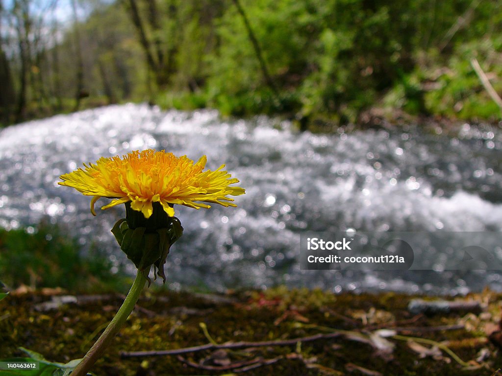 Apresurada de resorte - Foto de stock de Aire libre libre de derechos