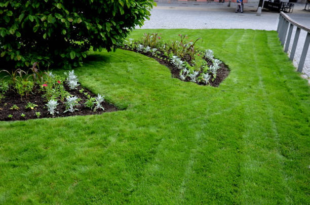 Planting perennials in flower beds. annual rebates are various crescent trees cut between the terrain waves of the lawn mower that the lawnmower has mowed Planting perennials in flower beds. annual rebates are various crescent trees cut between the terrain waves of the lawn mower that the lawnmower has mowed, blue, water fountain, circle, splashing, bent, curved, signet, patua, tenuifolia, cineraria maritima, silverdust, erecta, tagetes landscape design stock pictures, royalty-free photos & images