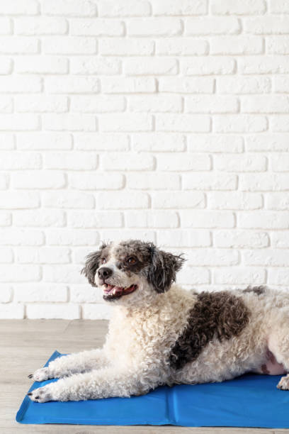 istock Cute mixed breed dog lying on cool mat looking up on white brick wall background 1404637238