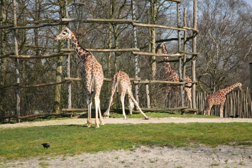 Giraffes in Rotterdam Zoo