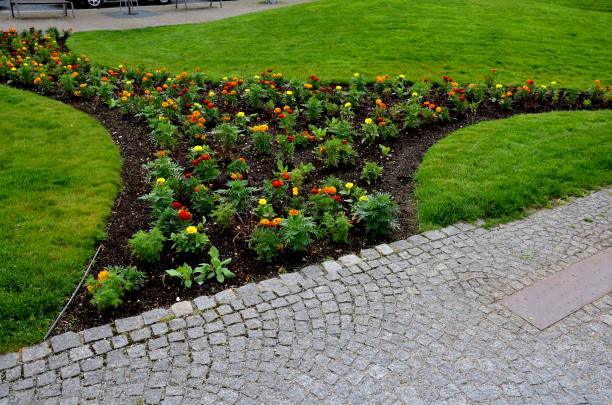 Planting perennials in flower beds. annual rebates are various crescent trees cut between the terrain waves of the lawn mower that the lawnmower has mowed Planting perennials in flower beds. annual rebates are various crescent trees cut between the terrain waves of the lawn mower that the lawnmower has mowed, blue, water fountain, circle, splashing, bent, curved, signet, patua, tenuifolia, cineraria maritima, silverdust, erecta, tagetes dusty miller photos stock pictures, royalty-free photos & images