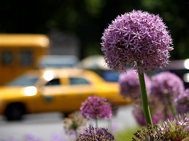 New York Spring stock photo