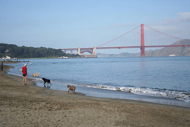 istock Man walking his dogs 140463856