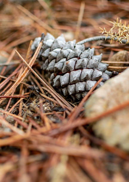 A close up image of a fallen pine cone on the forest floor during autumn
