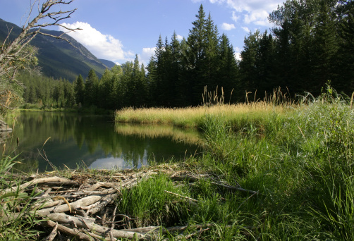 A scenic beaver dam created pond in Montana.  Complete with mountains, sky, trees, grass, beaver dam, reflections on the water all in a nice composition.