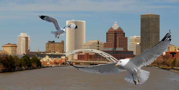 Two seagulls flying over a river with a city skyline in the background.