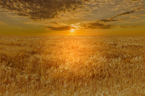 istock field of barley with sunset 1404641305