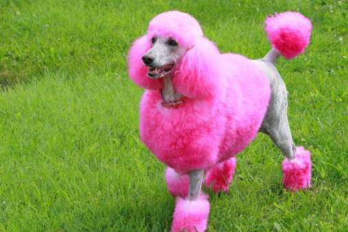 Bright fushia poodle romping in the grass