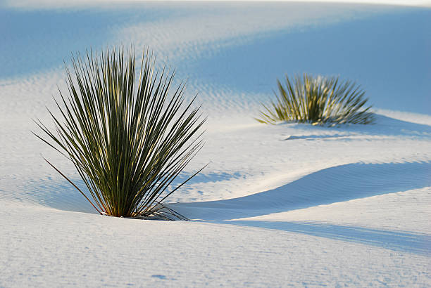 istock Adams Needle Cactus in White Sands National Monument 140464242