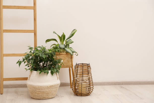 istock Different potted plants in room near light wall, space for text 1404642498
