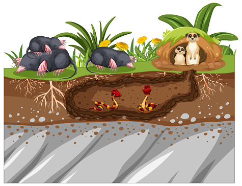Underground animal hole in cartoon style illustration
