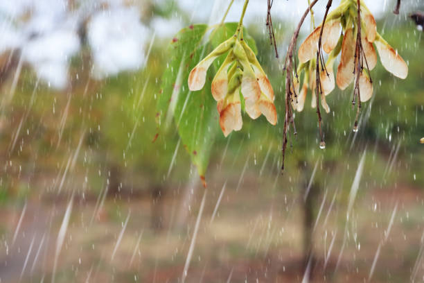 Tree branch in park during rain, closeup. Space for text