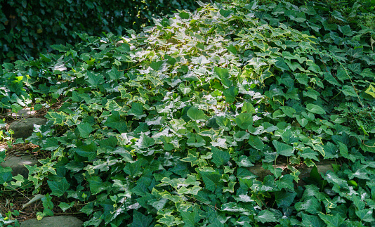 Green English ivy (Hedera helix, European ivy) and variegated ivy Hedera helix Goldchild carpet cover the decorative hill In the shadow garden. Nature concept for design. Selective focus