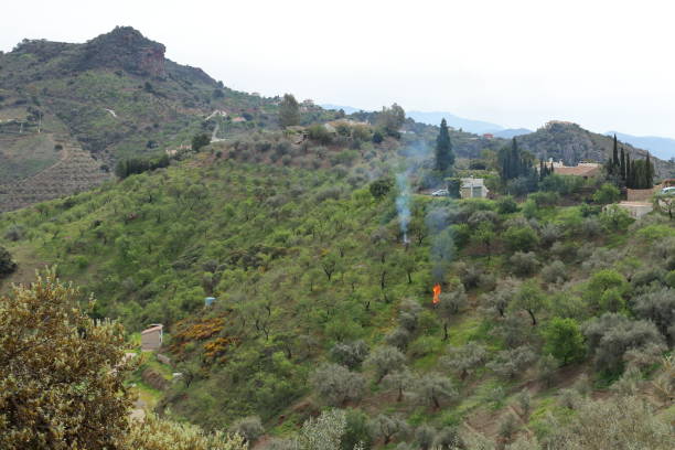 스페인의 올리브 과수원 유지 보수 - andalusia landscape spanish culture olive tree 뉴스 사진 이미지