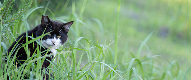 curious black and white kitten  Mixed-Breed Cat at backyard of the house prepare to attack hunt