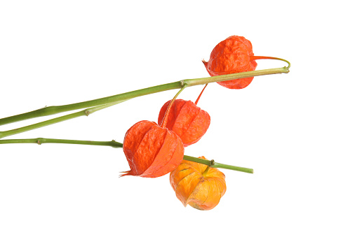 Physalis branches with colorful sepals on white background