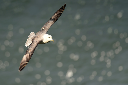 Fulmar Flying With Bokeh\n\nPlease view my portfolio for other wildlife photos
