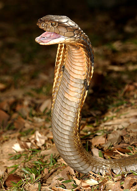 King Cobra Aggresive King Cobra With Mouth Open, Malaysia. ophiophagus hannah stock pictures, royalty-free photos & images