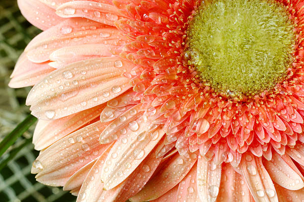 Wet daisy stock photo