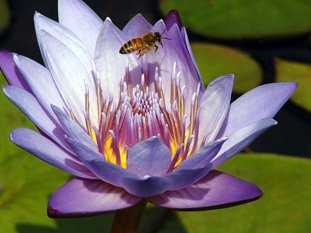 Little Bee, Big Lotus stock photo