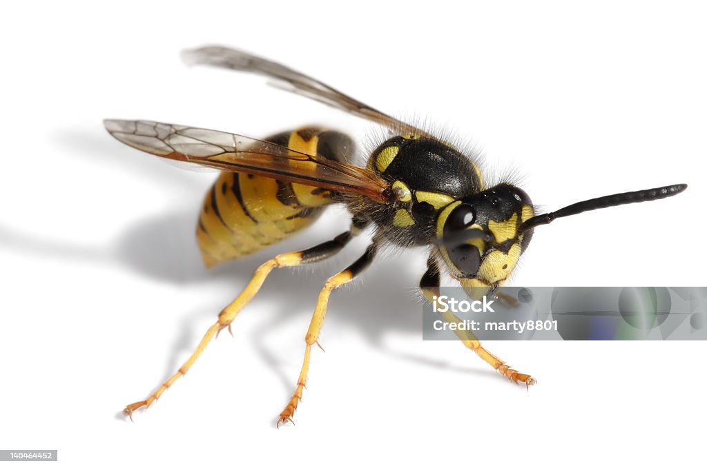 Wasp Attack Macro image of a European wasp in an attack like position isolated on a white background Wasp Stock Photo