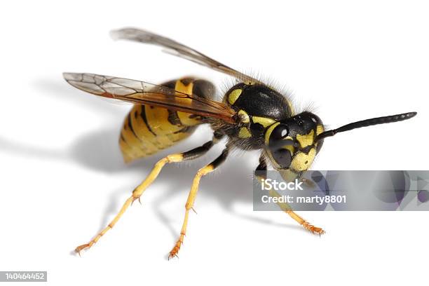 Wasp Attack Stock Photo - Download Image Now - Wasp, Yellow, Jacket