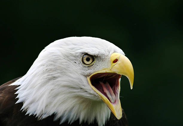 weißkopfseeadler eagle - toll free audio stock-fotos und bilder