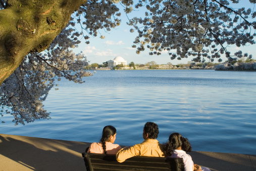 East Indian family sitting on a bench enjoying the cherry blossoms in the Tidal Basin in Washington, DC.  The Jefferson Memorial is across the basin.     - See lightbox for more