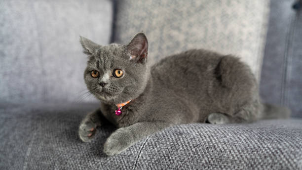 istock British Shorthair Cat 1404645641