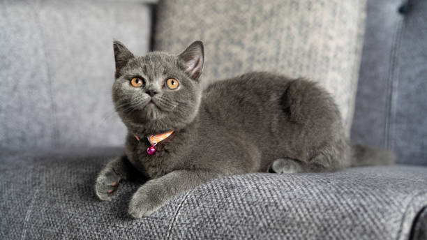 istock British Shorthair Cat 1404645648