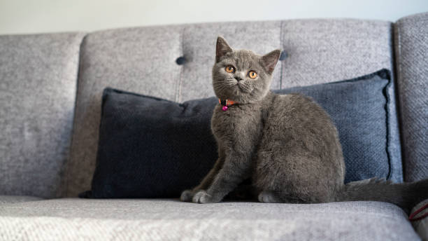 istock British Shorthair Cat 1404645649