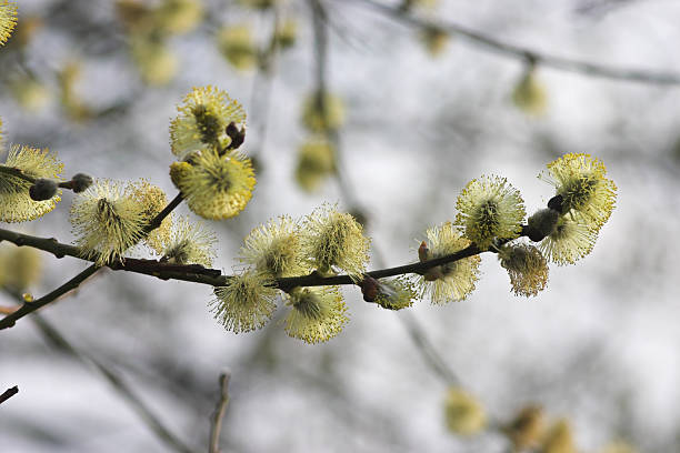 blooming willow stock photo