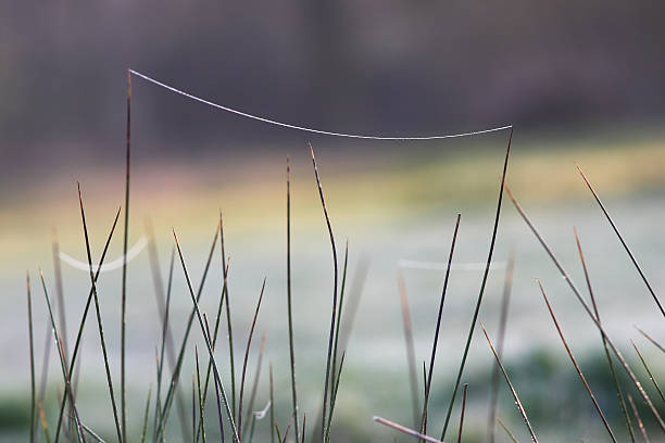 cobweb on the grass stock photo