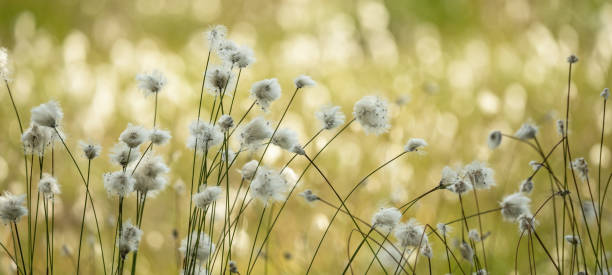istock Eriophorum - Cotton grass in the bog with soft bokeh 1404645915