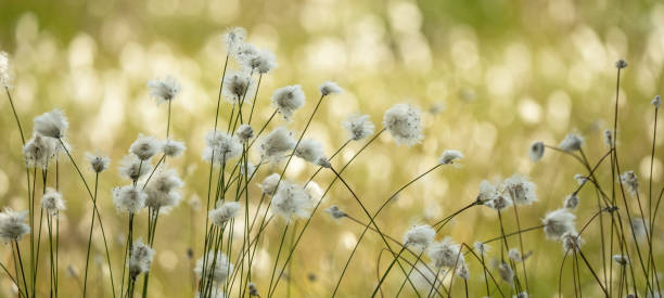 эриофор - хлопковая трава в болоте с мягким боке - cotton grass стоковые фото и изображения
