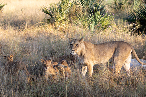 Two female lions resting in the shade after feeding