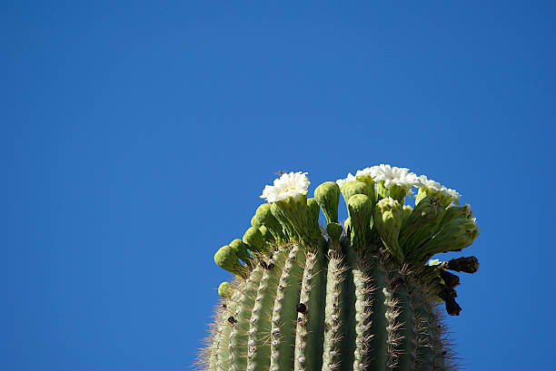 Bee on Cactus Bloom stock photo
