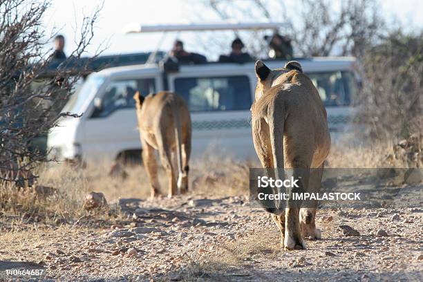 Lions Und Jeepsafari Stockfoto und mehr Bilder von Afrika - Afrika, Drive - Sportbegriff, Fahren