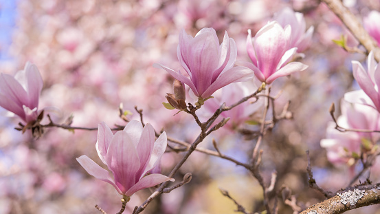 An artistic shot of a magnolia tree branch against a clear blue sky, with several blossoms in varying stages of bloom, creating a beautiful natural contrast